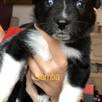 chiot Berger australien noir SAMBA Berger australien des fauminards