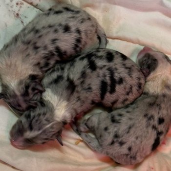 chiot Berger australien bleu merle chiot 4 Berger australien des fauminards