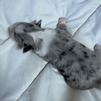 chiot Berger australien bleu merle chiot 4 Berger australien des fauminards