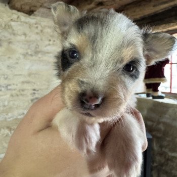 chiot Berger australien bleu merle chiot 4 Berger australien des fauminards