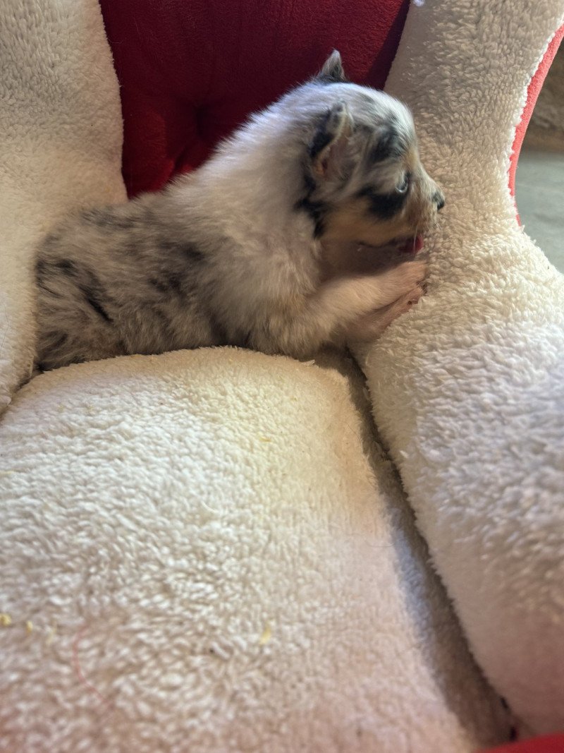 ASLAN Mâle Berger australien