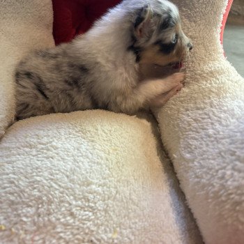 chiot Berger australien bleu merle chiot 4 Berger australien des fauminards