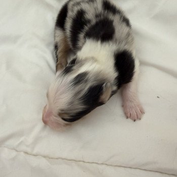 chiot Berger australien Bleu merle Chiot 4 Berger australien des fauminards chiot Berger australien Bleu merle Chiot 4 Berger australien des fauminards