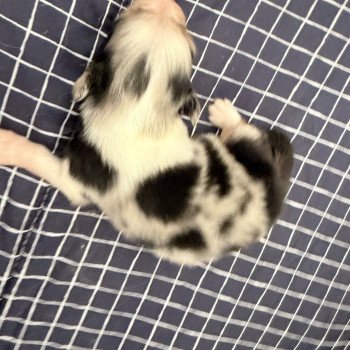 chiot Berger australien Bleu merle Chiot 4 Berger australien des fauminards chiot Berger australien Bleu merle Chiot 4 Berger australien des fauminards