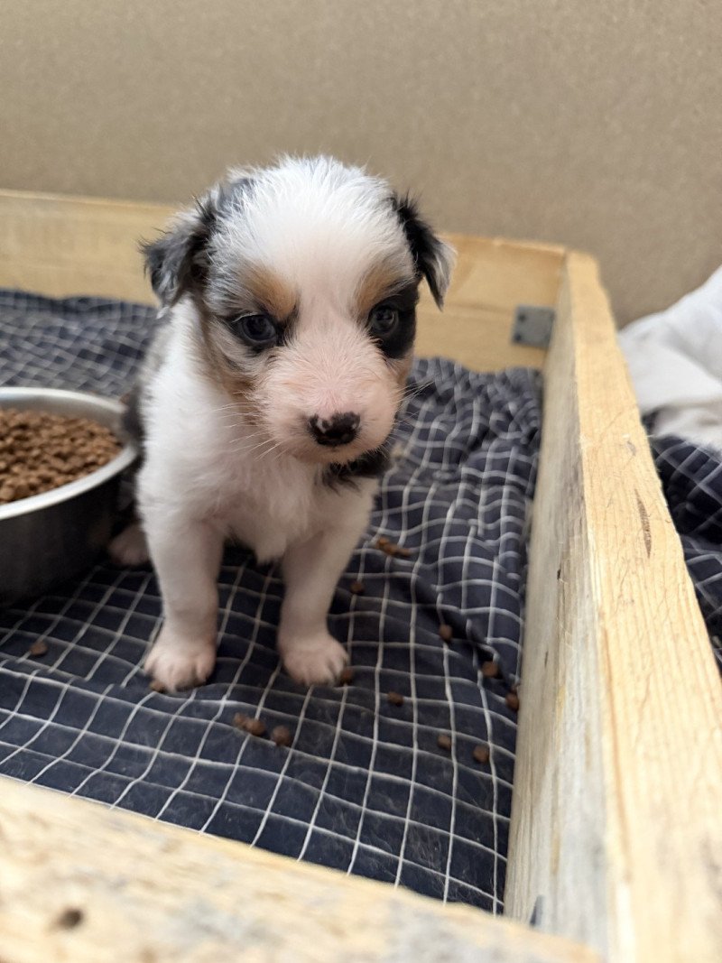 AIKOS Mâle Berger australien