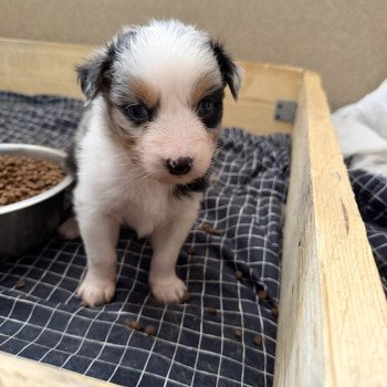 chiot Berger australien Bleu merle Chiot 4 Berger australien des fauminards