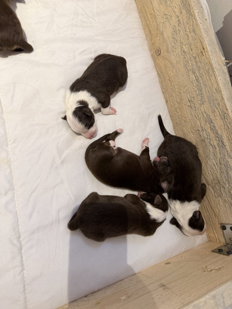 chiot 4 des fauminards Femelle Berger australien