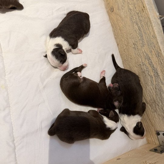 chiot Berger australien rouge tricolore chiot 4 Berger australien des fauminards