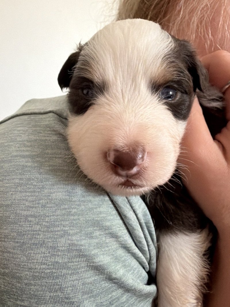 chiot 4 Femelle Berger australien