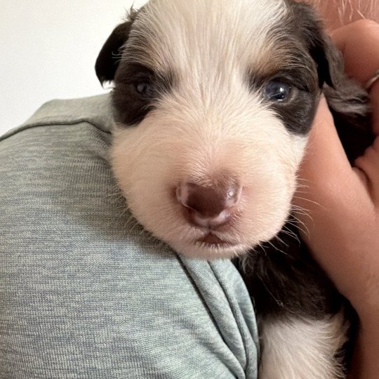 chiot Berger australien rouge tricolore chiot 4 Berger australien des fauminards