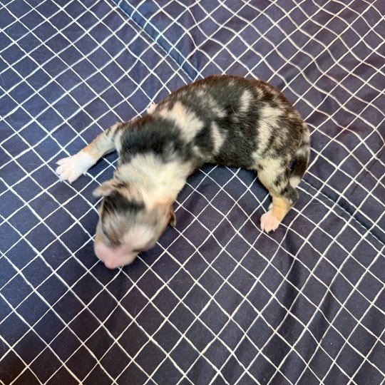 chiot Berger australien bleu merle chiot 4 Berger australien des fauminards