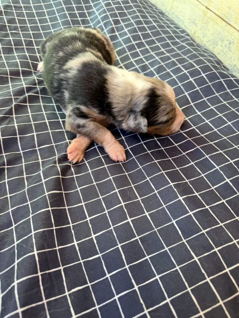chiot 4 des fauminards Mâle Berger australien