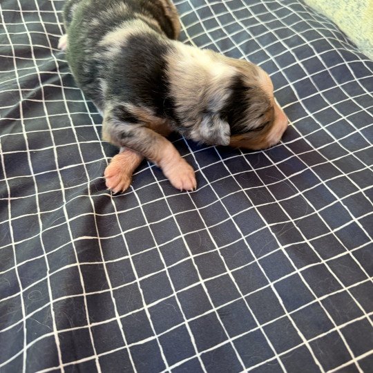 chiot 4 des fauminards Mâle Berger australien
