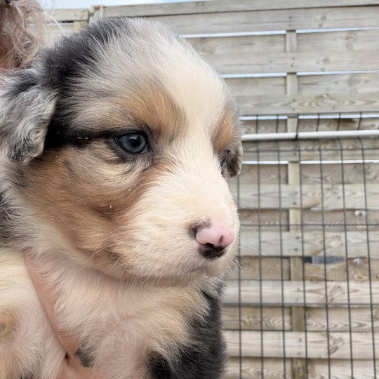 chiot Berger australien bleu merle chiot 4 Berger australien des fauminards