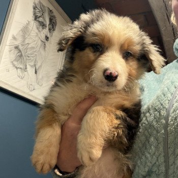 chiot Berger australien bleu merle ASLAN Berger australien des fauminards