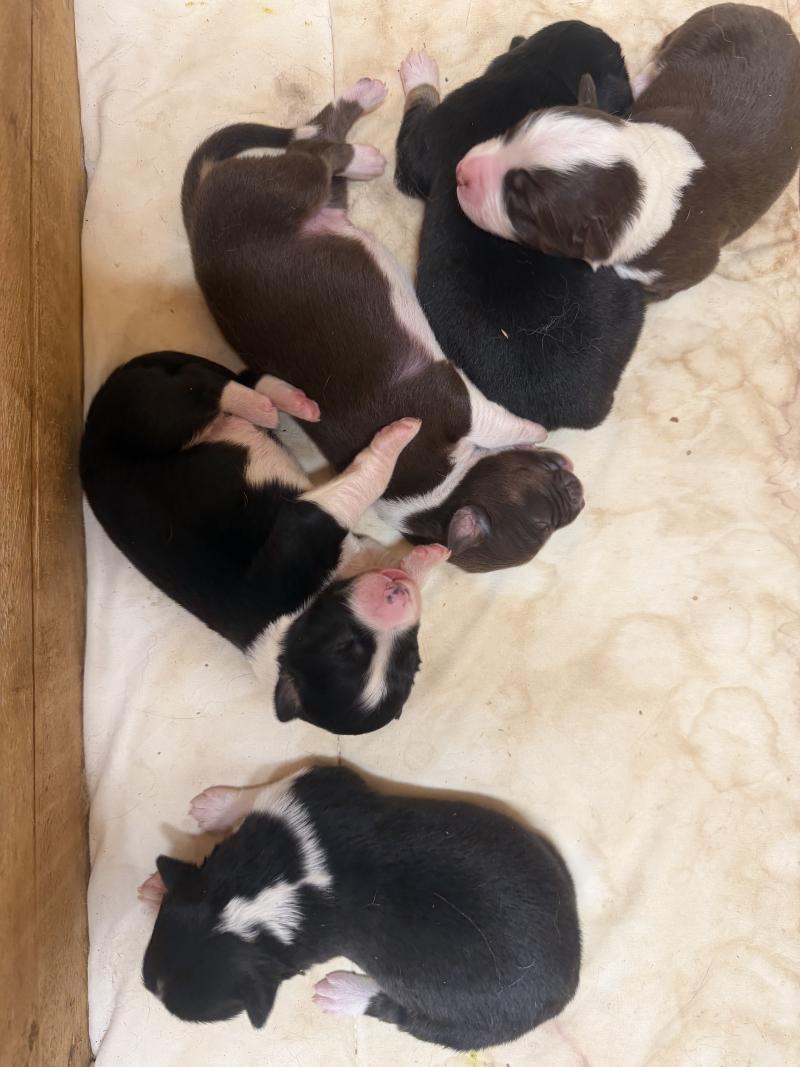 GET Mâle Berger australien