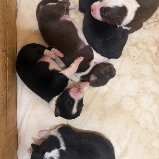 chiot 4 des fauminards Mâle Berger australien