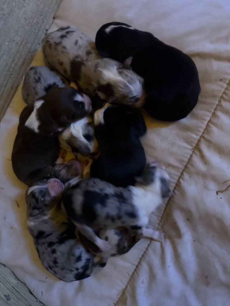 chiot 4 des fauminards Mâle Berger australien