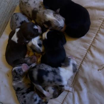 chiot Berger australien rouge merle chiot 4 Berger australien des fauminards