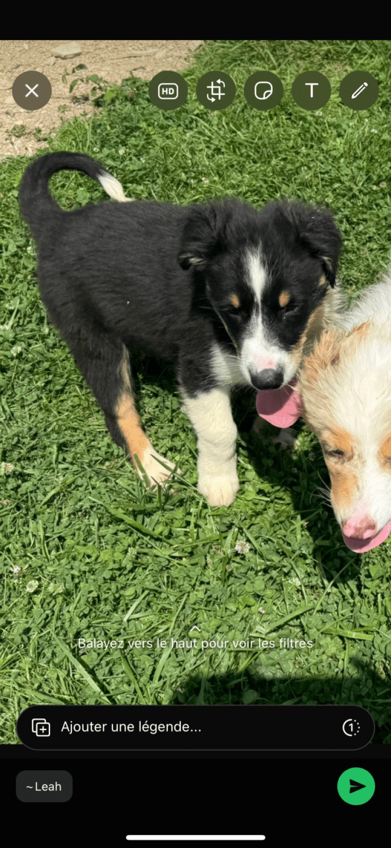 Vacco Mâle Berger australien