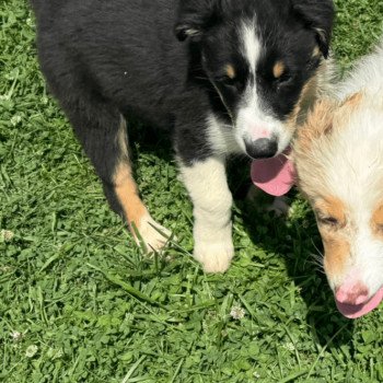 chiot Berger australien Noir tricolore Vacco Berger australien des fauminards