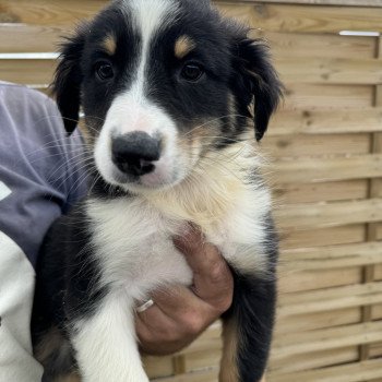 chiot Berger australien Noir tricolore Chiot 4 Berger australien des fauminards