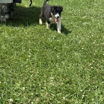 chiot Berger australien Noir tricolore Vacco Berger australien des fauminards