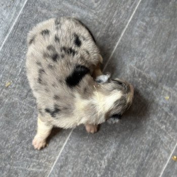 chiot Berger australien Bleu merle Chiot 5 Berger australien des fauminards