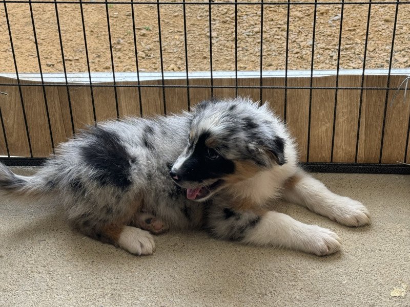 Marley Mâle Berger australien