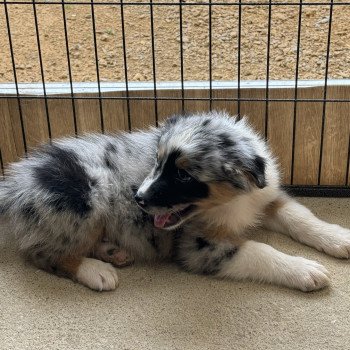 chiot Berger australien Bleu merle Marley Berger australien des fauminards