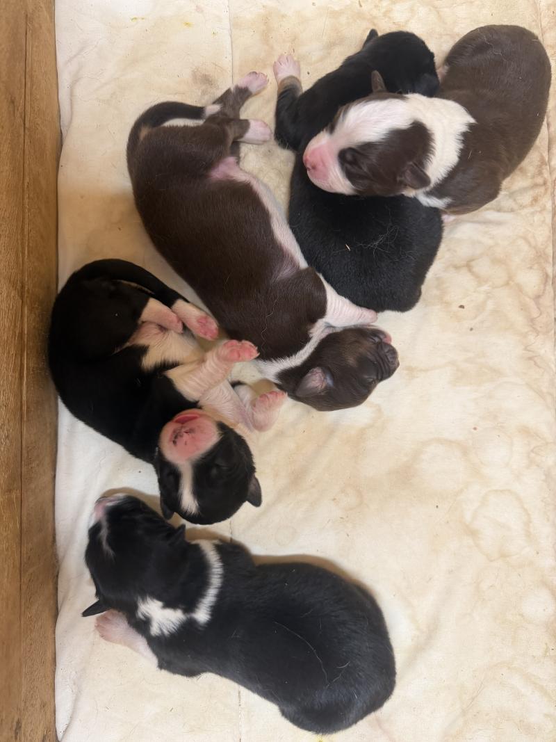 chiot 5 Mâle Berger australien