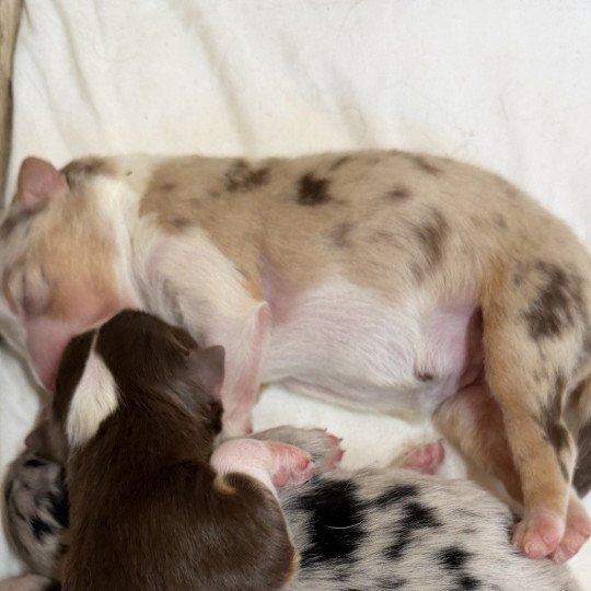 chiot Berger australien rouge merle chiot 5 Berger australien des fauminards