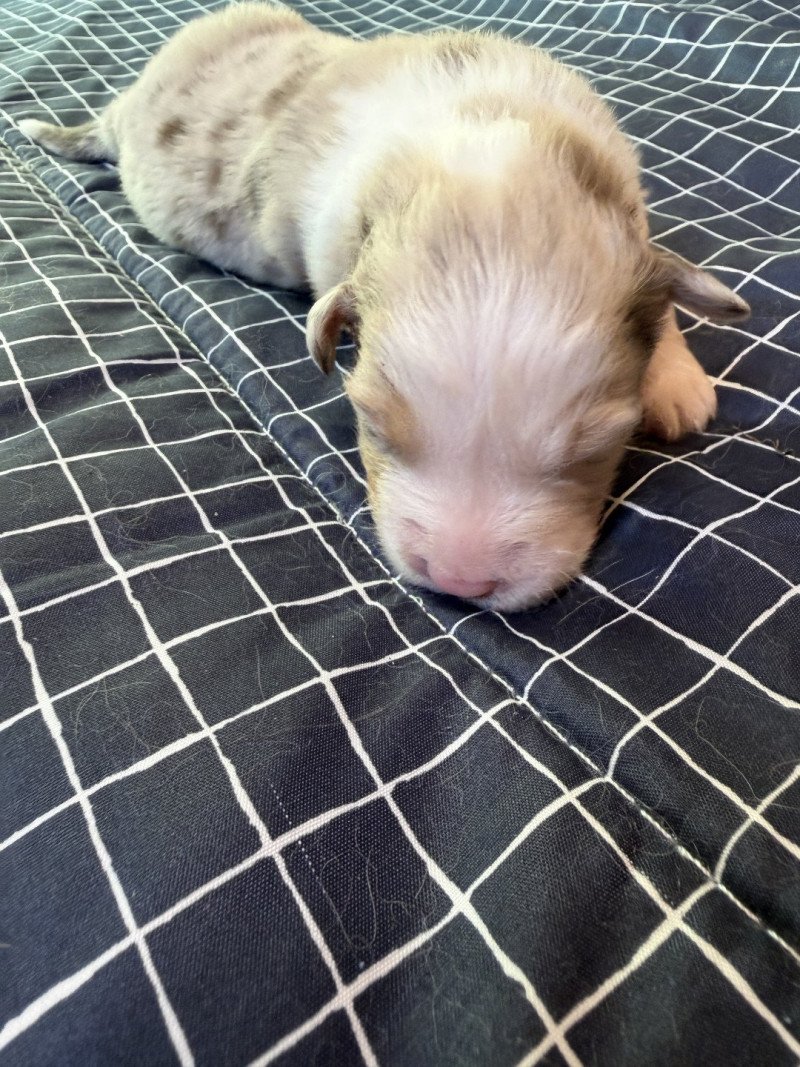 chiot 5 des fauminards Femelle Berger australien