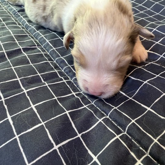 chiot 5 des fauminards Femelle Berger australien