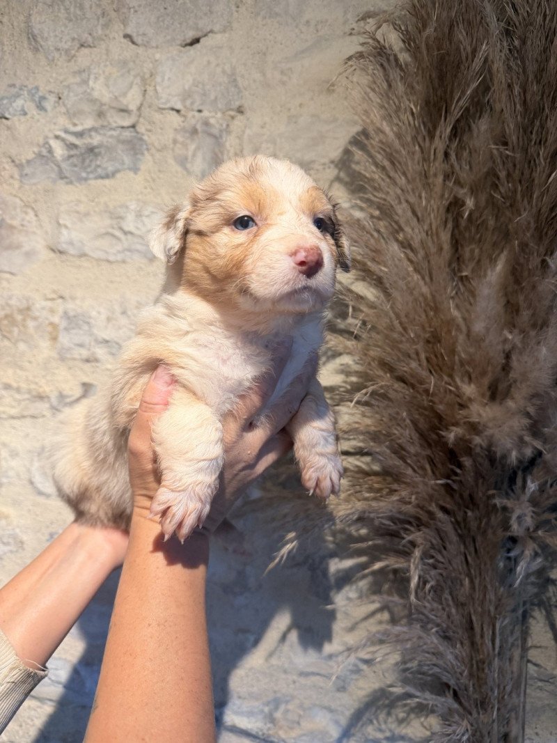 chiot 5 des fauminards Femelle Berger australien