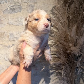 chiot Berger australien rouge merle chiot 5 Berger australien des fauminards