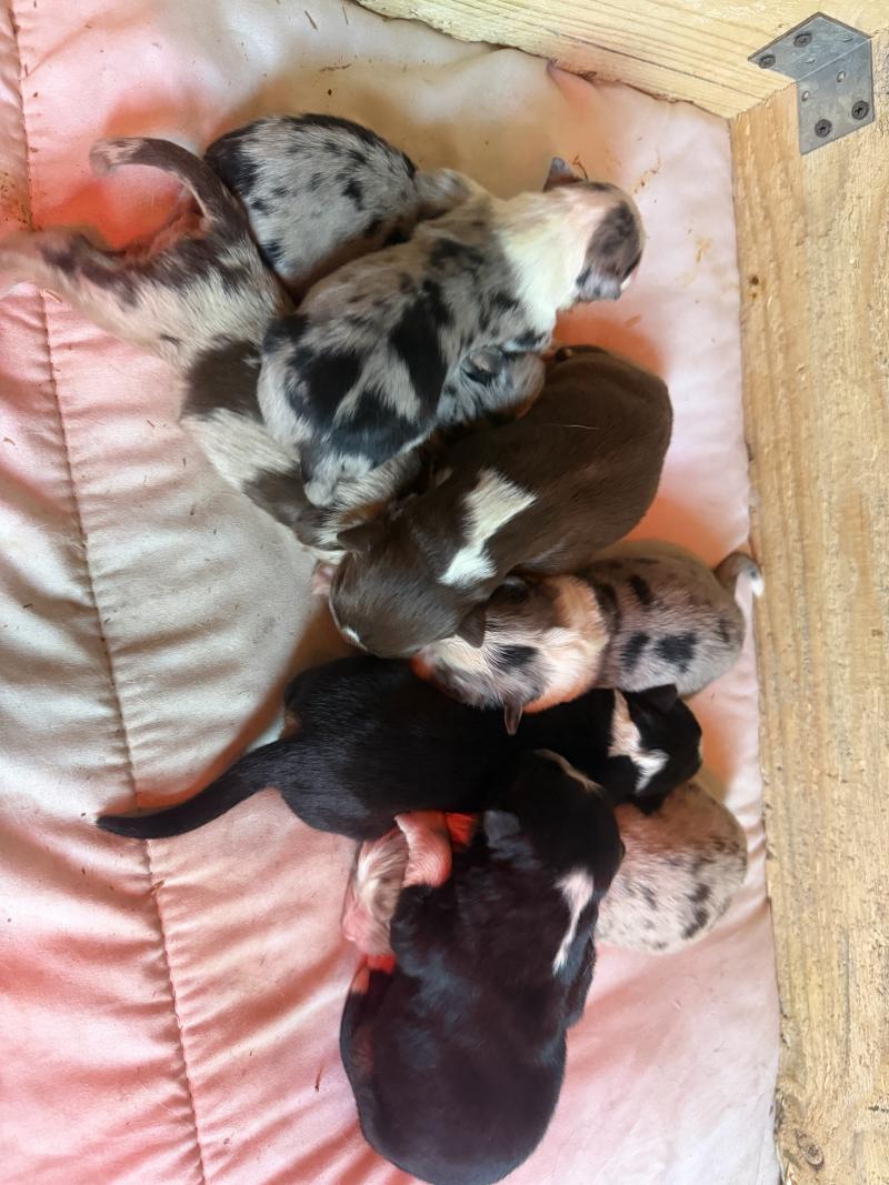 chiot 5 des fauminards Mâle Berger australien