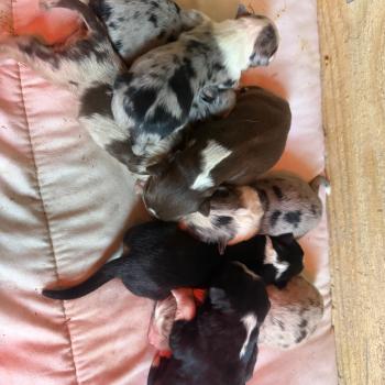 chiot Berger australien rouge merle chiot 5 Berger australien des fauminards