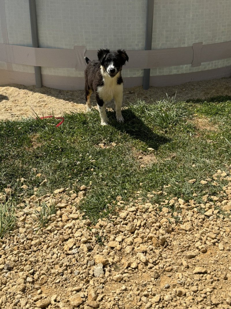 Tango Mâle Berger australien