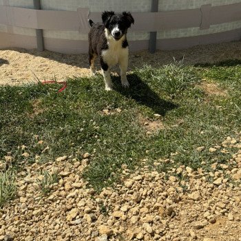 chiot Berger australien Noir tricolore Tango Berger australien des fauminards