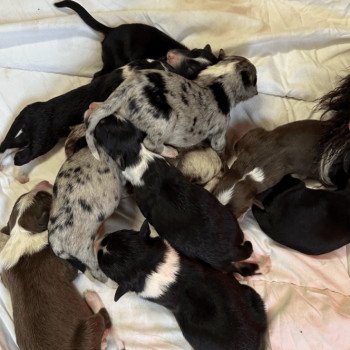 chiot Berger australien Noir tricolore Chiot 6 Berger australien des fauminards