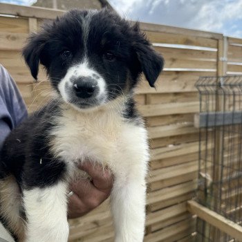 chiot Berger australien Noir tricolore Chiot 6 Berger australien des fauminards