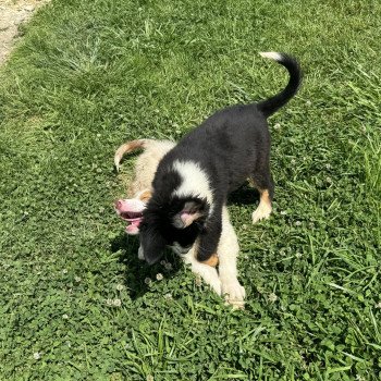 chiot Berger australien Noir tricolore Tango Berger australien des fauminards