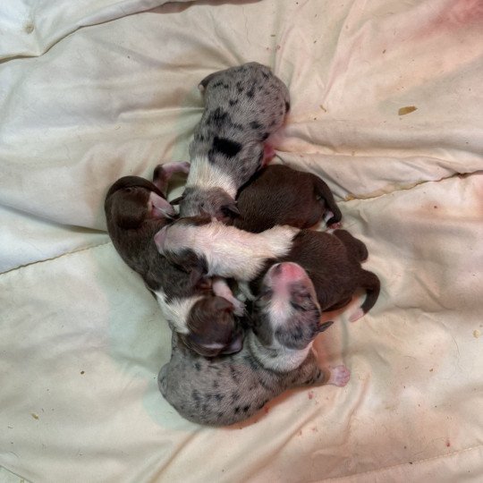 chiot Berger australien rouge tricolore chiot 6 Berger australien des fauminards