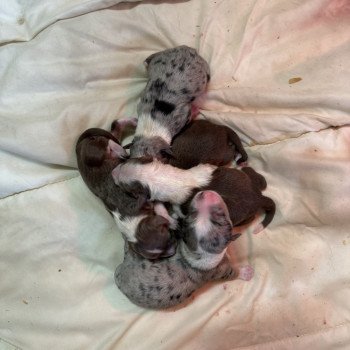 chiot Berger australien rouge tricolore chiot 6 Berger australien des fauminards