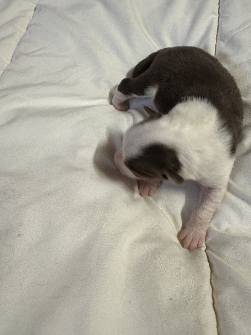 VIKY Femelle Berger australien