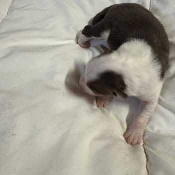 chiot Berger australien rouge tricolore Viky Berger australien des fauminards