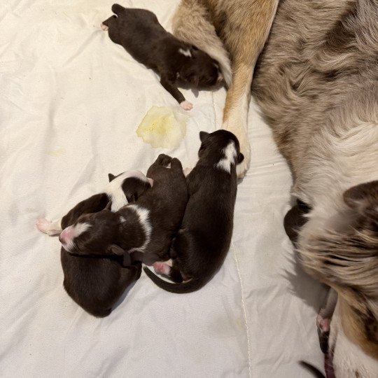 chiot Berger australien rouge tricolore chiot 6 Berger australien des fauminards