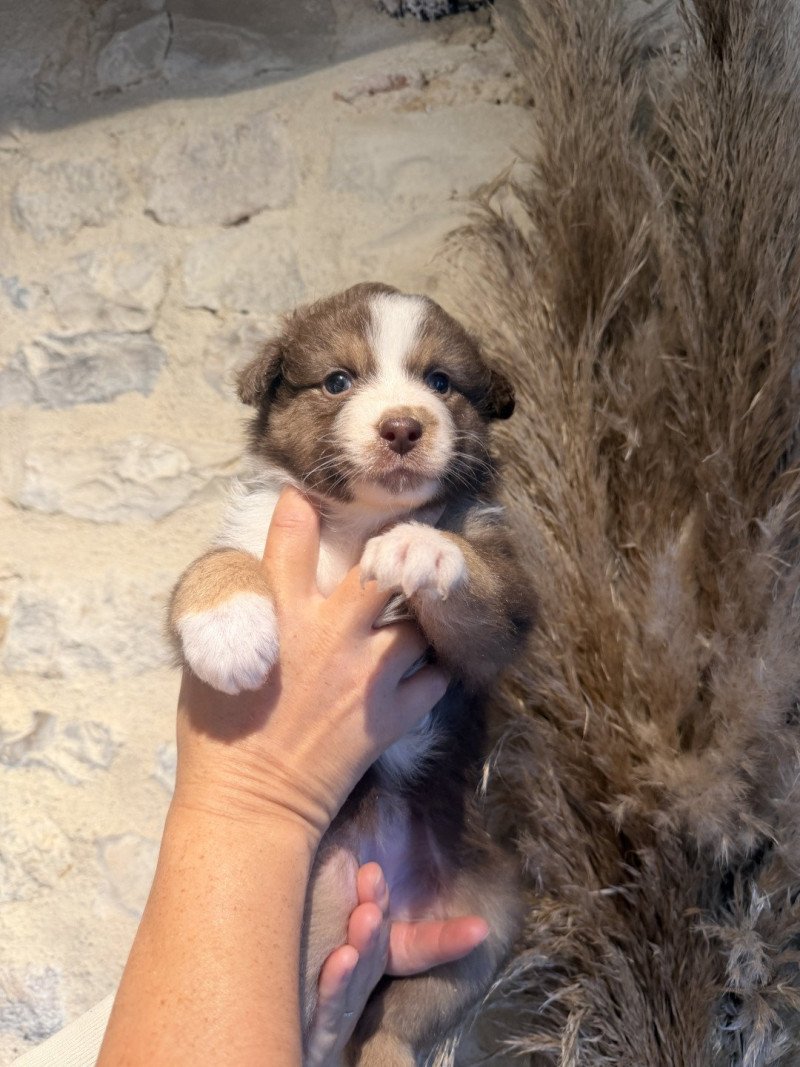 chiot 6 Femelle Berger australien