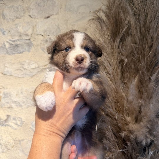 chiot 6 des fauminards Femelle Berger australien